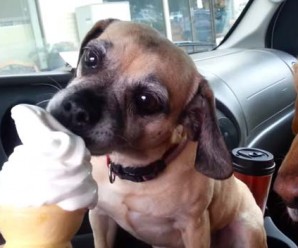 Photo of dog eating ice cream.