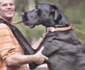 Photo of great dane licking a man.