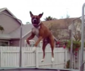 Photo of a jumping dog.