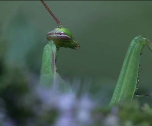 Photo of a praying mantis.
